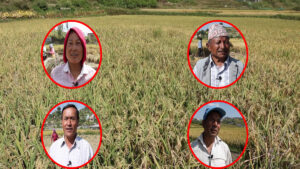 खोकनाका किसानलाई धान भित्र्याउने चटारोः उत्पादनको क्षेत्रलाई आवास क्षेत्र बनाएको गुनासो