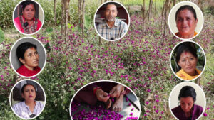 मखमली फूल र मालाको माग घटेपछि निराश छन् गुण्डुवासी