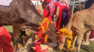 आज यमपञ्चकको चौथो दिन, गोरुको पूजा गरिँदै