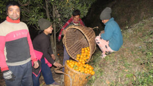 म्याग्दीमा हट्यो सुन्तला बिक्री गर्न बजार खोज्नुपर्ने झन्झट