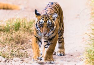 आज विश्व बाघ दिवस,नेपालमा पनि बिभिन्न कार्यक्रमको आयोजना गरी मनाइँदै