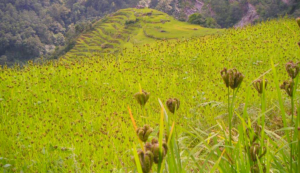 सरकारले पहिलो पटक राष्ट्रिय कोदो दिवस मनाउँदै