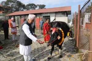 राष्ट्रपति पौडेलद्वारा गौ पूजा (तस्बिरहरु)